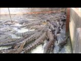 L'heure du repas pour les crocodiles : impressionnant