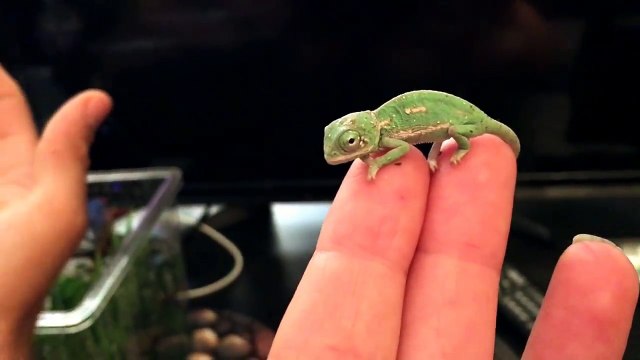 Ce bébé caméléon change de couleur pour la première fois