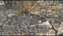 Ce magnifique serpent à sonnette est quasiment invisible... Camouflage parfait