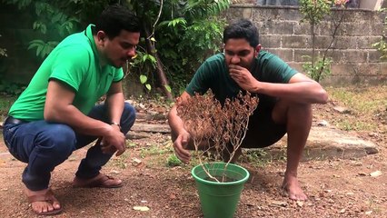 Mal Pale | මල් පැලේ