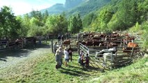 Hautes-Alpes: la belle authenticité de la foire aux bestiaux de Réallon