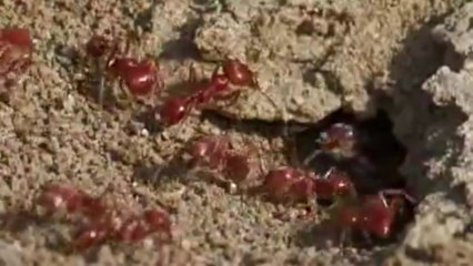 '독개미' 발견 빈도 급증..."국내 번식 막아라" / YTN