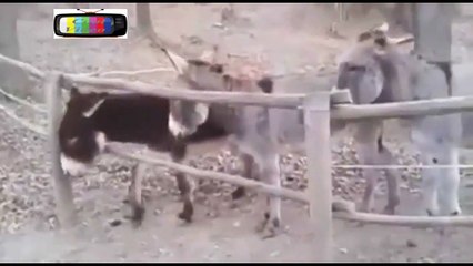 This video proves that not every jackass is a donkey