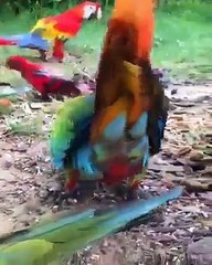 her çeşit papağan bir arada