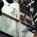 my dog waving to me from the window