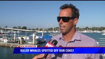 Killer Whales Captivate Beach Goers, Terrorize Dolphins Off San Diego Coast