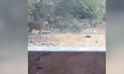 3 Harimau Turun ke Jalan Hadang Mobil yang Melintas