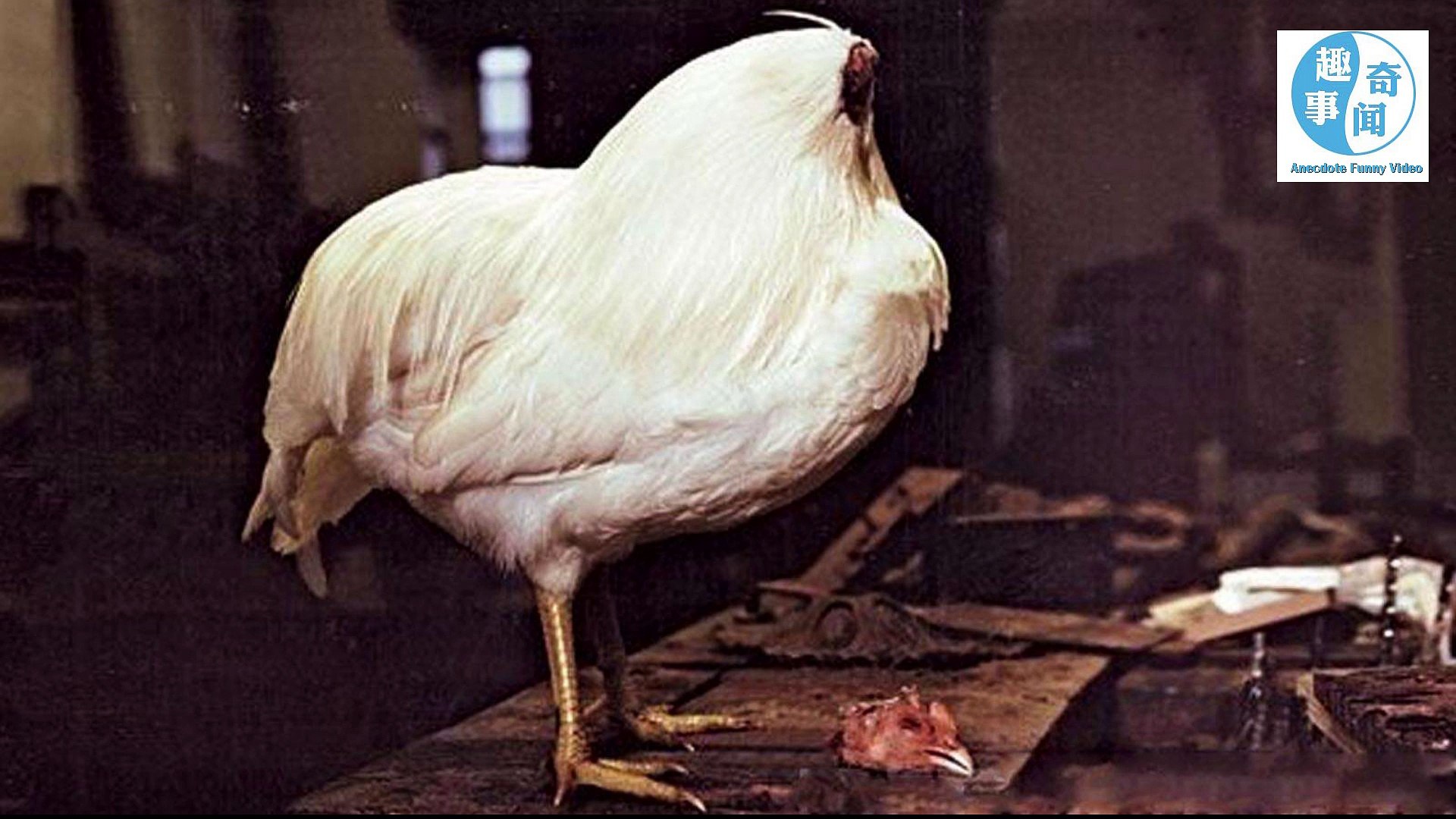 没有头还能活17个月的动物