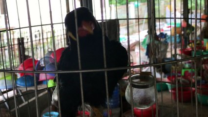 AMAZING Talking Mynah Bird, She want to Say Something?!!