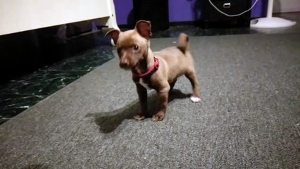 Crash Bandicoot thinks he's tough