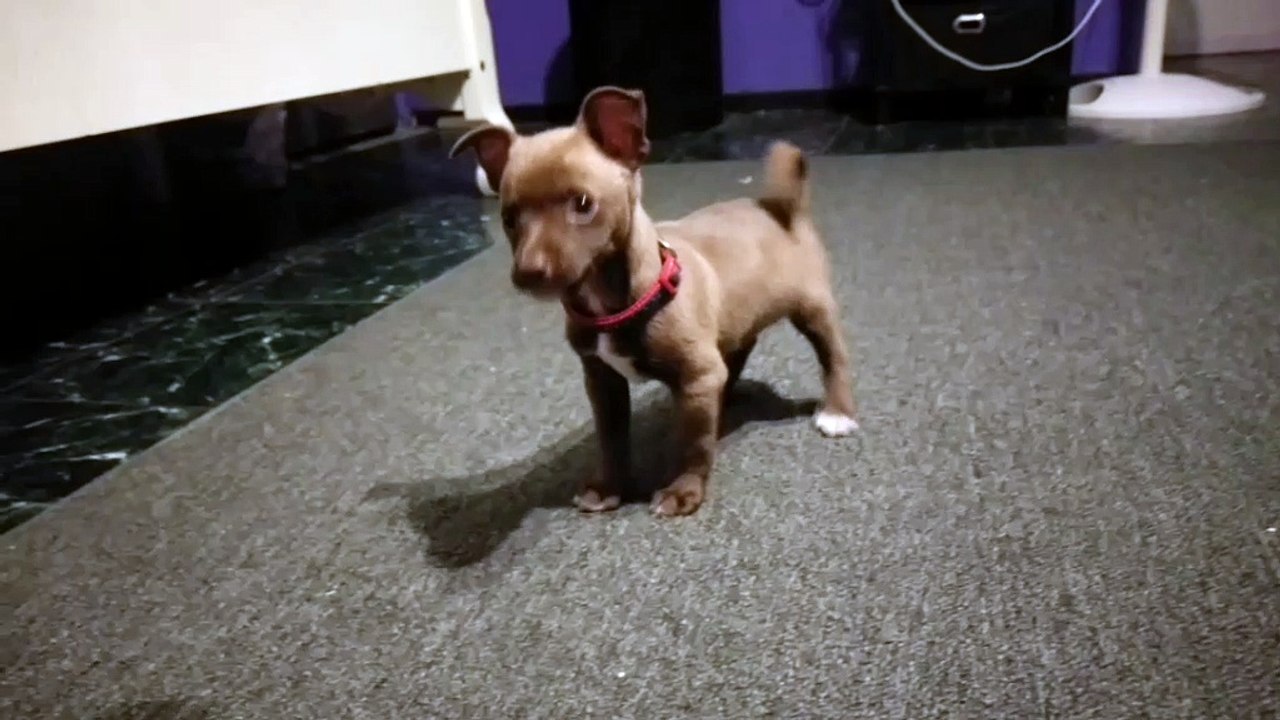 Crash Bandicoot thinks he's tough