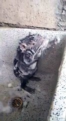 rat song-rat bath||funny completion||trending||latest video||