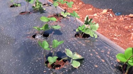 'Zahter' diyarında artık 'çilek' yetişecek