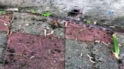 - Rusya'da Yavru Fareler Fenomen Oldu