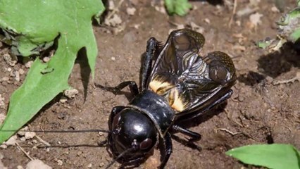 Những con dế đá & Trận chiến cuối cùng