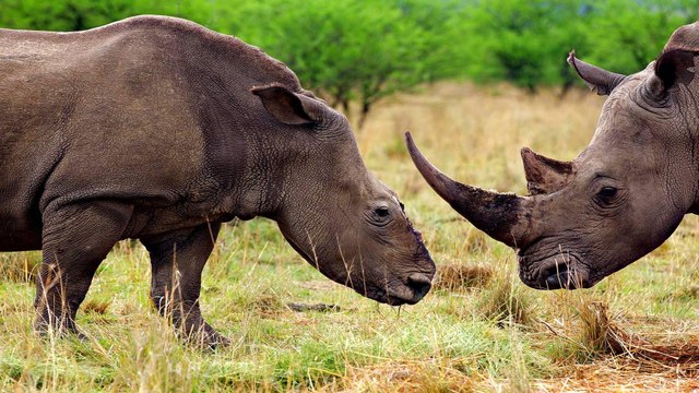 Efforts to save endangered rhinos in South Africa show hope