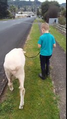 Ce petit garçon promène son mouton comme un chien 🐑😂