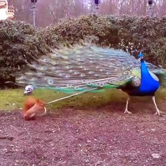 Ardilla muerde las plumas de un pavo real
