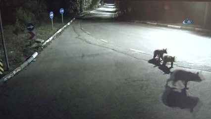 Uludağ'da Aç Kalan Sakat Ayı ve Yavruları Kameralara Yakalandı