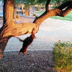 How Funny Reaction Between The Cat And Dog In Daily Life