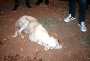 Mardin'de Vahşet! Gözünü Canice Oydukları Köpeği Ölüme Terkettiler