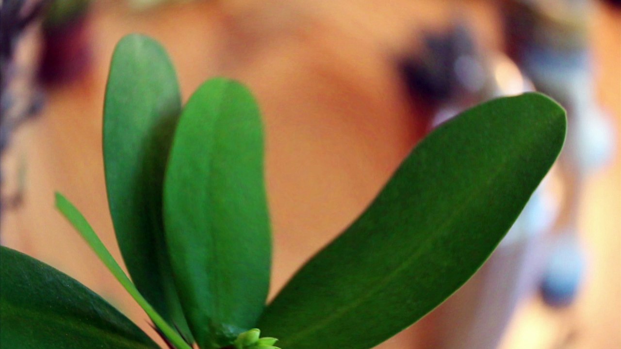 Mop - West South /Full Film/Complete Movie/Ganzer Film