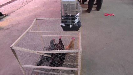 Afyon Kanatlı Süs Hayvanları Görücüye Çıktı