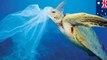 Sedotan plastik dapat membunuh penyu laut - TomoNews