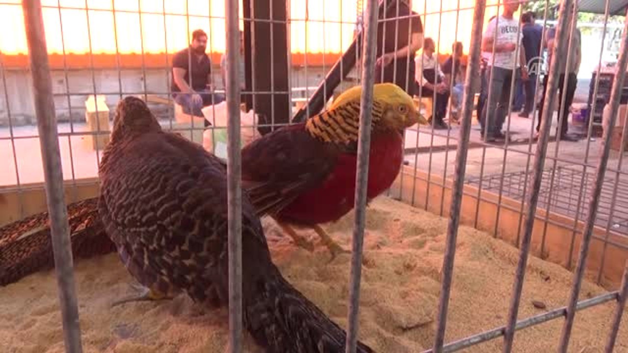 Afyonkarahisar Da Kanatli Sus Hayvanlari Pazari Acildi Dailymotion Video