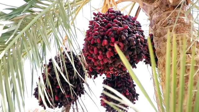 Mısır'ın etrafı hurma bahçeleriyle çevrili köyünde hasat zamanı - FEYYUM