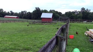 Dogs, ducks, goats and chickens incredibly walk in single file line