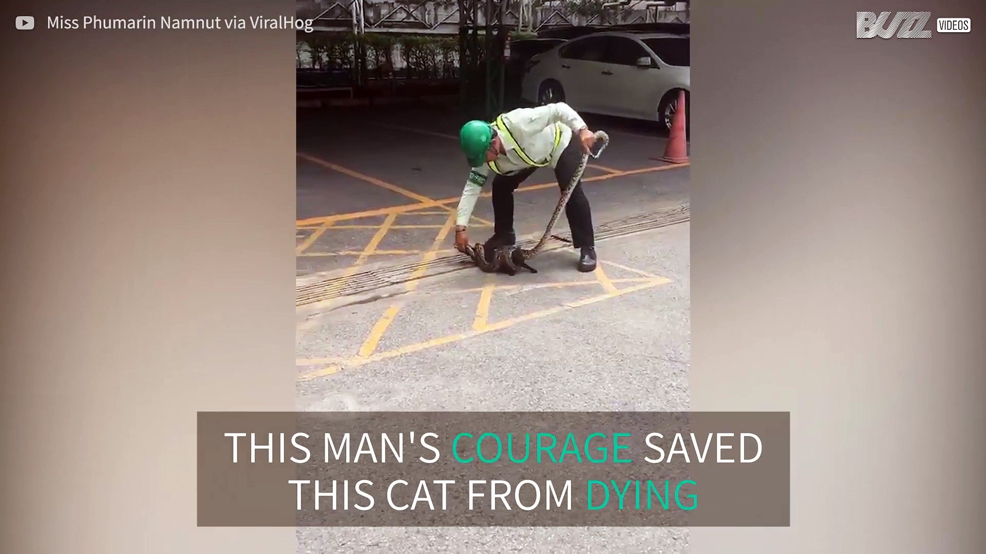 Man saves cat from being killed by python