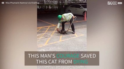 Man saves cat from being killed by python