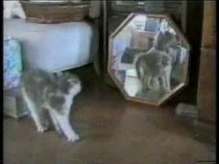 Chats comiques