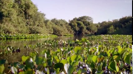 The Wonders of the Animals S01 - Ep03 Big Cats HD Watch