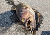 Firefighters Wash Dead Fish Off Highway Left by North Carolina Floods