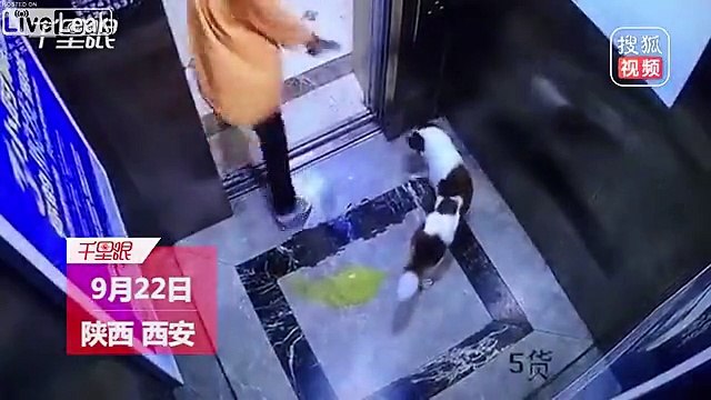 Elle fait pisser son chien dans l'ascenseur.. Aucun respect !