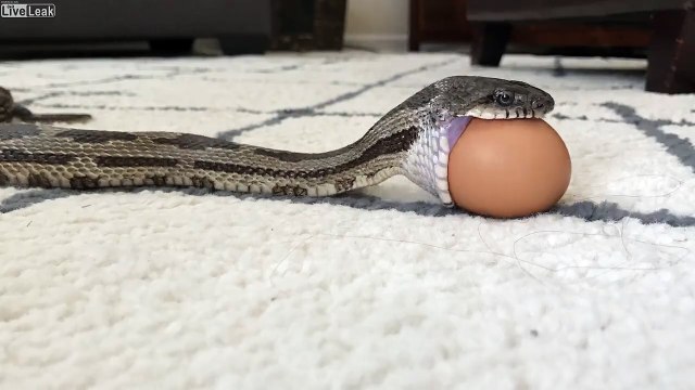 Etonnant - ce serpent avale un oeuf de poule en entier !