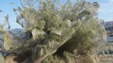 Spiders Cover Greek Coast in Webs