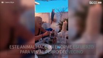 La perseverancia de este perro no tiene límites