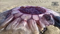 Pulsating creature thrown on the coast of New Zealand