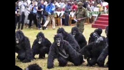 INKENDE ZABAKOREYE AGASHYA I BUTARE|| Friendly Monkey Impressed Training Participants