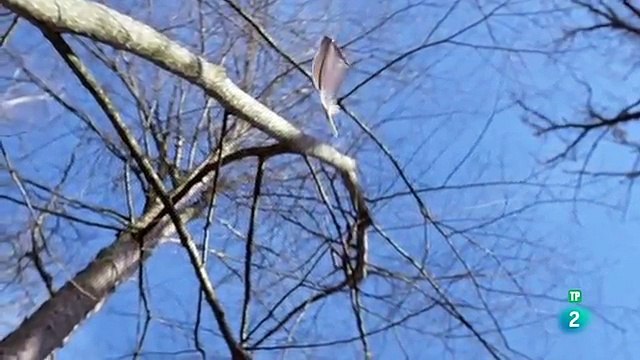 ANIMALES SALVAJES El rey del mar,El águila marina,Documental,,VIDEO,documentales,video,discovery