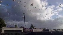 Quand  des milliers d'oiseaux survolent ta maison