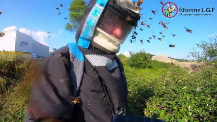 Incroyable attaque de frelons asiatique (Landes)