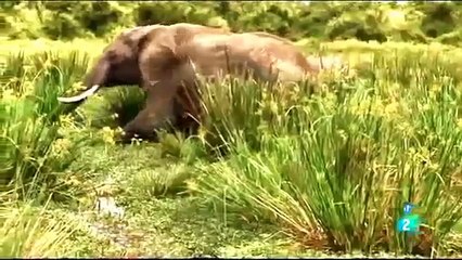 Скачать видео: ANIMALES  EL RIO DE LA MUERTE,ANIMALES SALVAJES,BEST DOCUMENTARIES,DOCUMENTALES DE ANIMALES