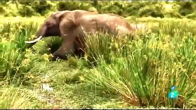 ANIMALES EL RIO DE LA MUERTE,ANIMALES SALVAJES,BEST DOCUMENTARIES,DOCUMENTALES DE ANIMALES