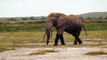Masai Mara African elephant Kenya Africa