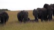 Masai Mara Elephant family Kenya Africa