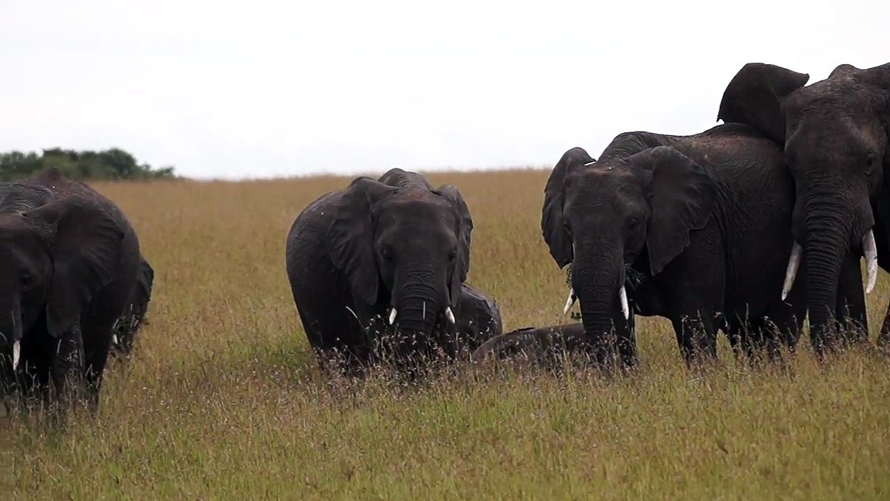 Masai Mara Elephant family Kenya Africa